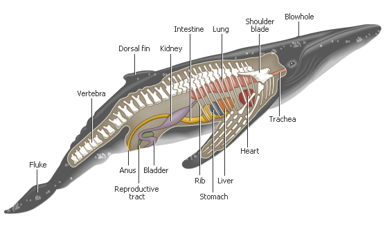 Whale - Animal Respiration